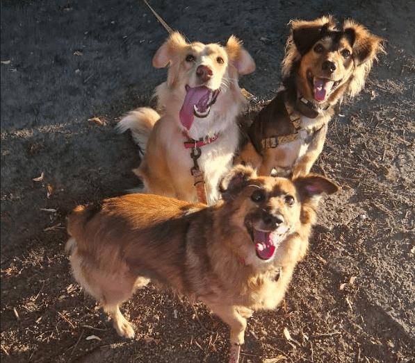 Śmieszne psy dla błędu 404